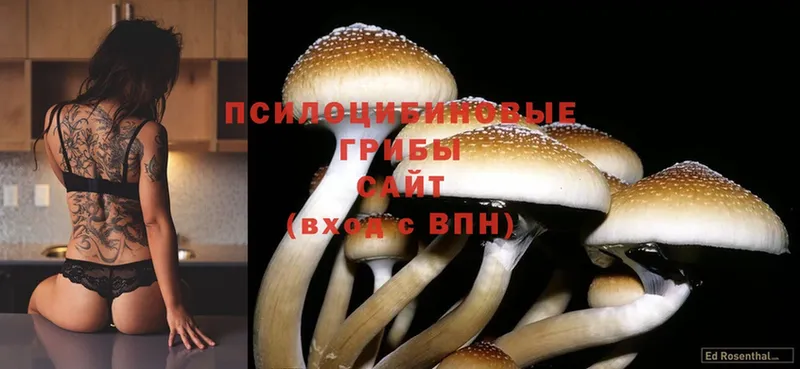 где купить наркотик  Приморско-Ахтарск  mega ссылки  Псилоцибиновые грибы MAGIC MUSHROOMS 